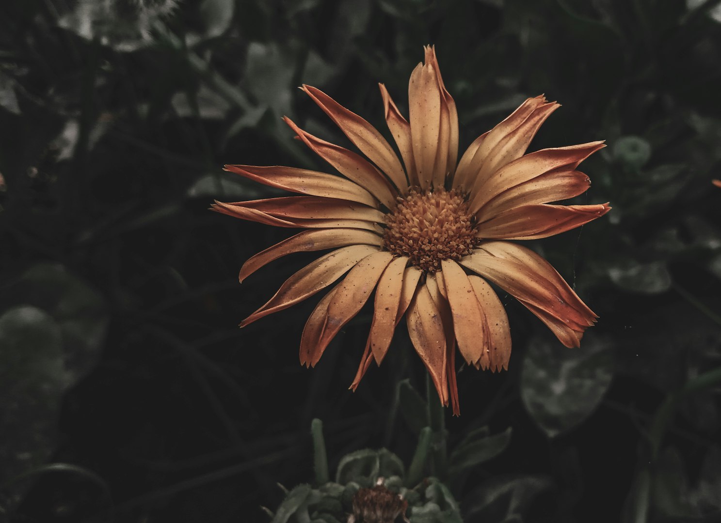 Träskyltar/Gårdsskyltar